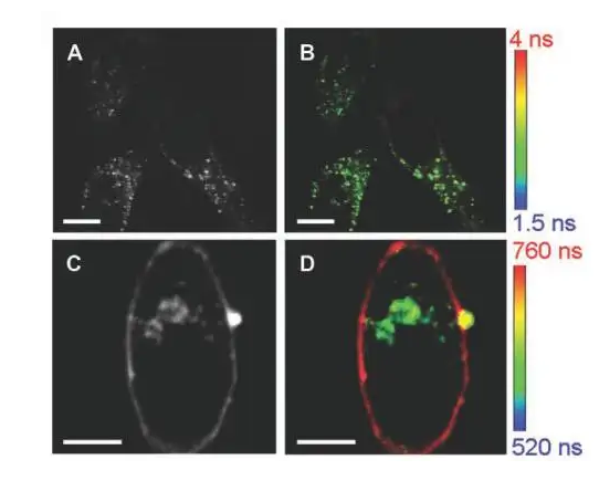 FITC-纳米金50nm FITC-纳米金50nm