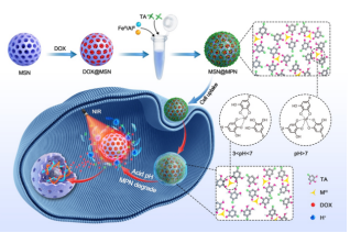 树枝状介孔二氧化硅纳米颗粒 树枝状介孔二氧化硅纳米颗粒
