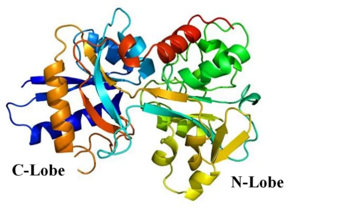 转铁蛋白 转铁蛋白