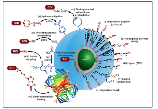 量子点(QuantumDot) 量子点(QuantumDot)