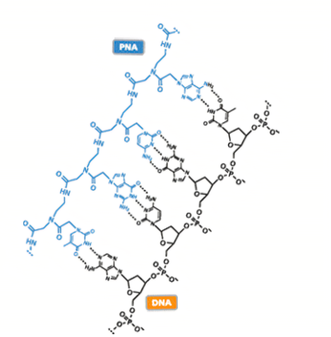 马来酰亚胺偶联PNA肽核酸 马来酰亚胺偶联PNA肽核酸