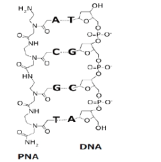 叠氮功能化肽核酸PNA 叠氮功能化肽核酸PNA