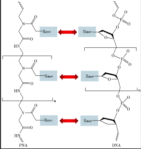 生物素标记肽核酸 生物素标记肽核酸