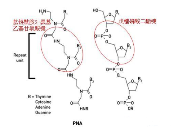 罗丹明B标记肽核酸PNA 罗丹明B标记肽核酸PNA