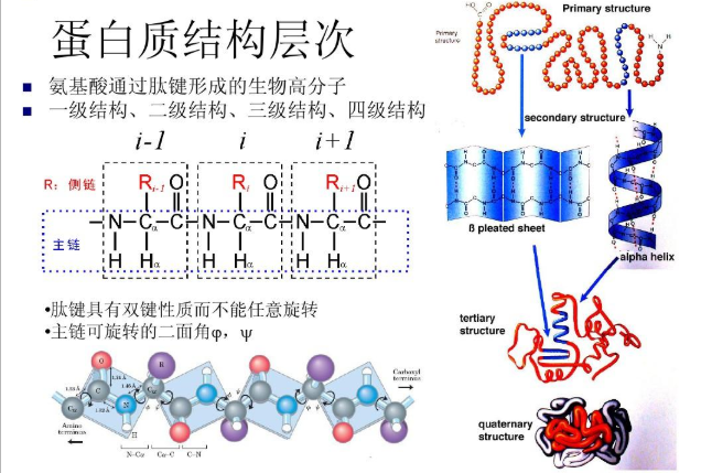 雷公藤红素(CLT)与紫杉醇(PTX)共载的长循环白蛋白纳米粒(CP-AN) 雷公藤红素(CLT)与紫杉醇(PTX)共载的长循环白蛋白纳米粒(CP-AN)
