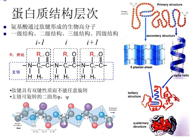 共载多西他赛(DTX)和藤黄酸(GA)白蛋白纳米粒 共载多西他赛(DTX)和藤黄酸(GA)白蛋白纳米粒
