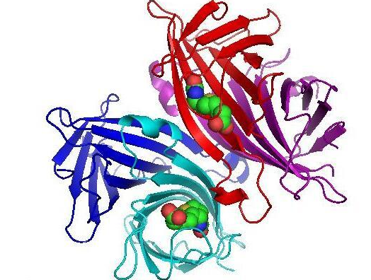 链霉亲和素-PEG-紫杉醇 链霉亲和素-PEG-紫杉醇