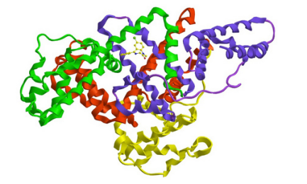 人血清白蛋白-PEG-喜树碱 人血清白蛋白-PEG-喜树碱