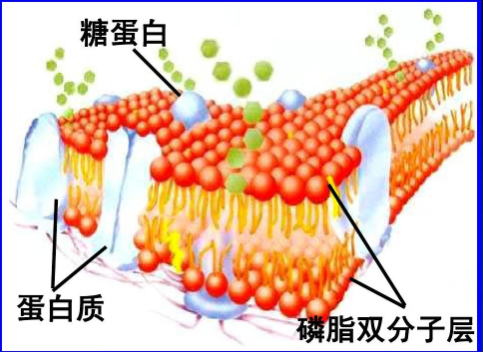 DSPE-Alkyne DSPE-Alkyne