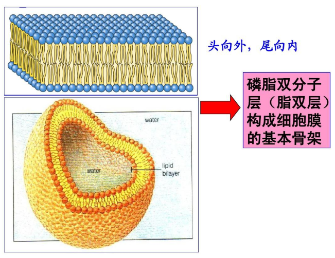 二硬脂酰基磷脂酰胆碱-腙键-马来酰亚胺 二硬脂酰基磷脂酰胆碱-腙键-马来酰亚胺