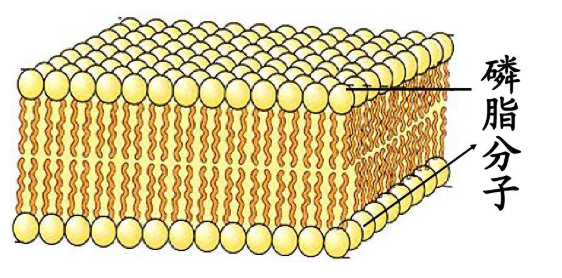 DPPC-PEG-FITC DPPC-PEG-FITC