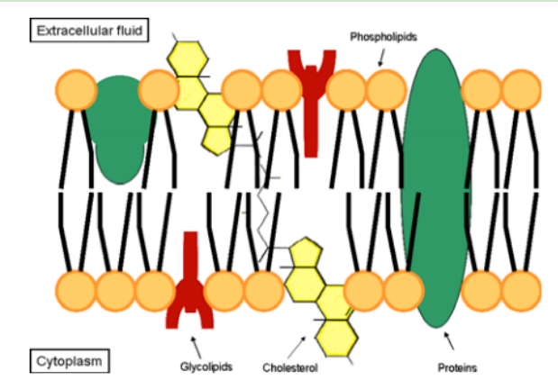 DMPE-PEG-Aal DMPE-PEG-Aal