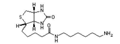 (+)-Biotinyl hexylamine (+)-Biotinyl hexylamine