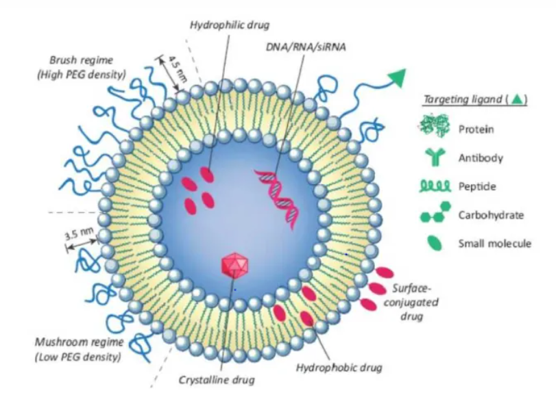 RGD/TAT-miLPs-34a RGD/TAT-miLPs-34a