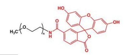 甲氧基聚乙二醇荧光素 mPEG-Fluoresein 甲氧基聚乙二醇荧光素 mPEG-Fluoresein
