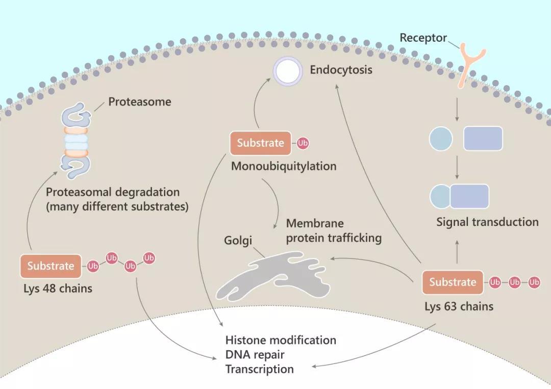 泛素Ubiquitin