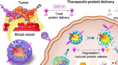 中性粒细胞膜囊泡 NeutrophilsMembraneCoatedVesicles