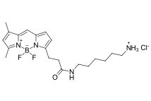 BDP FL amine.png BDP FL amine.png