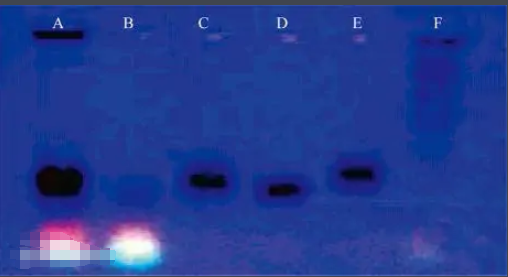 葡萄糖--碳量子点--顺铂复合物