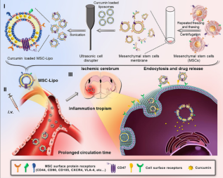 干细胞膜包覆纳米载体 干细胞膜包覆纳米载体