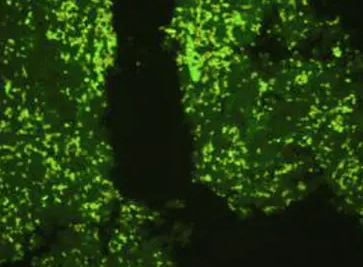 FITC标记蛋白 FITC标记蛋白