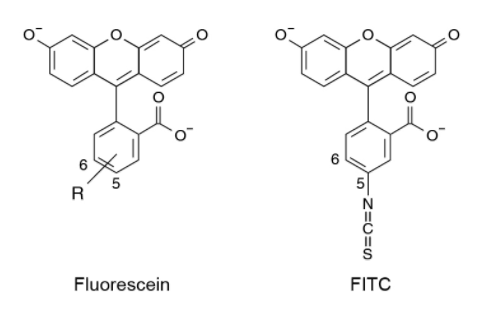 异硫氰酸荧光素（FITC）