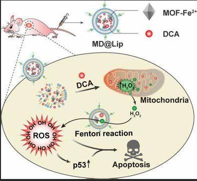 BSO@MOF-Lip BSO@MOF-Lip