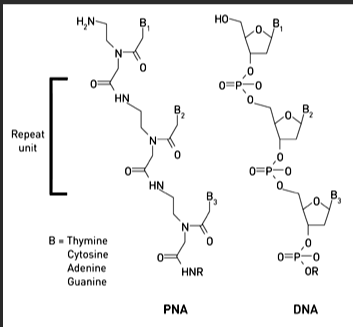 精氨酸-PNA 精氨酸-PNA