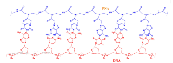 天冬氨酸修饰PNA肽核酸 天冬氨酸修饰PNA肽核酸