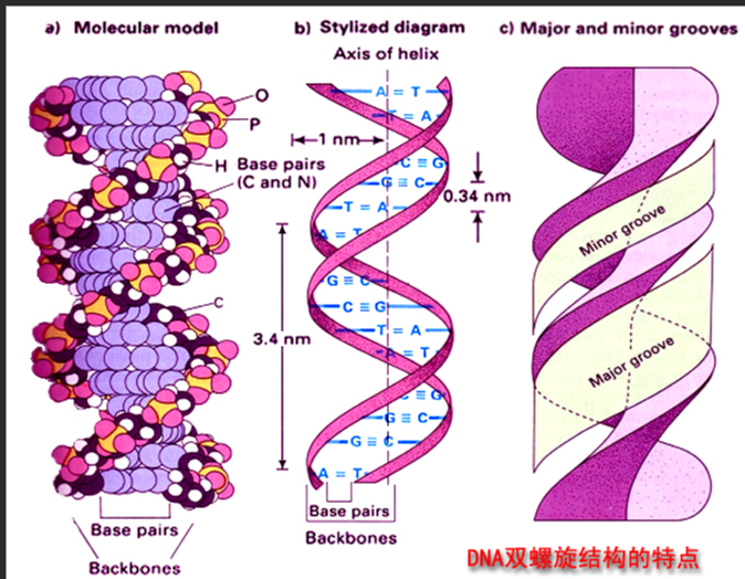 TMR/TRITC/6-FAM-DNA TMR/TRITC/6-FAM-DNA