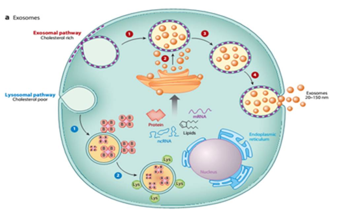 Exosome Exosome