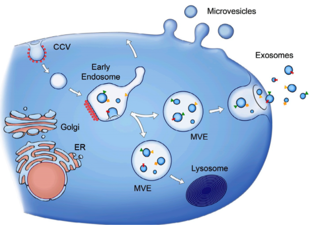Exosome Exosome