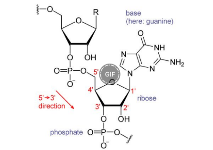 抗体偶联修饰核糖核酸RNA 抗体偶联修饰核糖核酸RNA