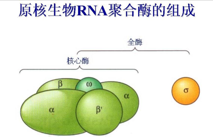 花菁染料CY5标记RNA核糖核酸 花菁染料CY5标记RNA核糖核酸