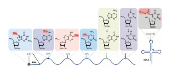 Alexa Fluor系列染料标记RNA(核糖核酸)