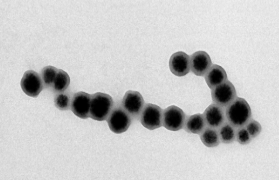 磁性聚苯乙烯微球 磁性聚苯乙烯微球