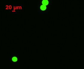 绿色乳胶微球 绿色乳胶微球
