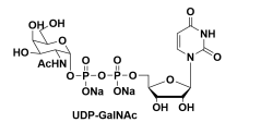 UDP-ALPHA-D-N-ACETYLGALACTOSAMINE