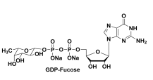 cas15839-70-0 GDP-Fuc GDP-Fucose 5`-二磷酸鸟嘌呤核苷-岩藻糖二钠盐