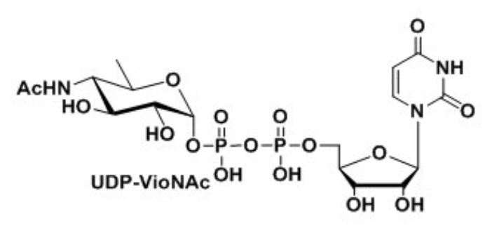 UDP-VioNAc，UDP-ManNAcA，Uridine 5′-diphospho-N-acetyl-D-mannosaminuronic acid Disodium Saltÿ