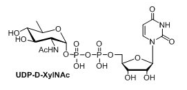 UDP-糖,UDP-D-XylNAc,UDP-4n-D-FucNAc,UDP-diBAcNAc UDP-糖,UDP-D-XylNAc,UDP-4n-D-FucNAc,UDP-diBAcNAc