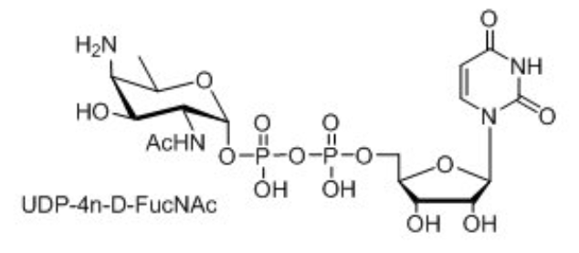 UDP-糖,UDP-D-XylNAc,UDP-4n-D-FucNAc,UDP-diBAcNAc UDP-糖,UDP-D-XylNAc,UDP-4n-D-FucNAc,UDP-diBAcNAc
