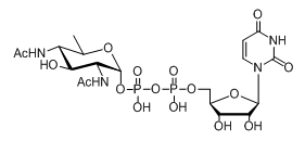 UDP-糖,UDP-D-XylNAc,UDP-4n-D-FucNAc,UDP-diBAcNAc UDP-糖,UDP-D-XylNAc,UDP-4n-D-FucNAc,UDP-diBAcNAc