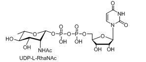 UDP-L-AltNAc，UDP-L-PneNAc，UDP-L-RhaNAc