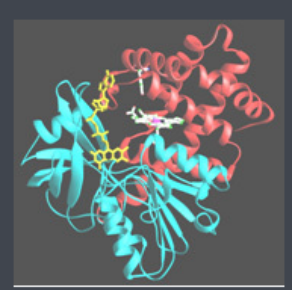 Ce6-Catalase 二氢卟吩-过氧化氢酶 Ce6-Catalase 二氢卟吩-过氧化氢酶