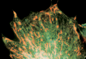 PLGA5K-PEG2K-c(RGDfC),PLGA-PEG-多肽,聚乳酸-羟基乙酸共聚物和聚乙二醇和多肽三嵌段共聚物定制 PLGA5K-PEG2K-c(RGDfC),PLGA-PEG-多肽,聚乳酸-羟基乙酸共聚物和聚乙二醇和多肽三嵌段共聚物定制