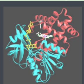 阿奇霉素-聚乙二醇-过氧化氢酶 