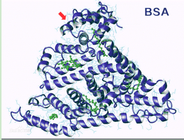 Pemetrexed-PEG-BSA Pemetrexed-PEG-BSA