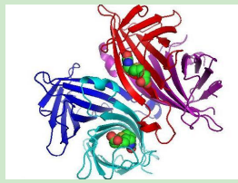 培美曲塞-聚乙二醇-链霉亲和素 培美曲塞-聚乙二醇-链霉亲和素