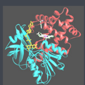 Pemetrexed-PEG-Catalase Pemetrexed-PEG-Catalase